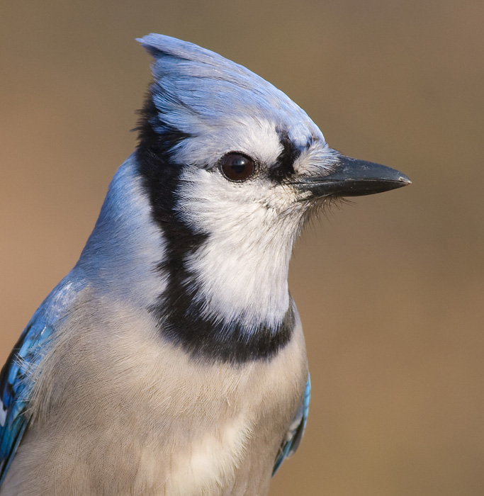 bluejay 186