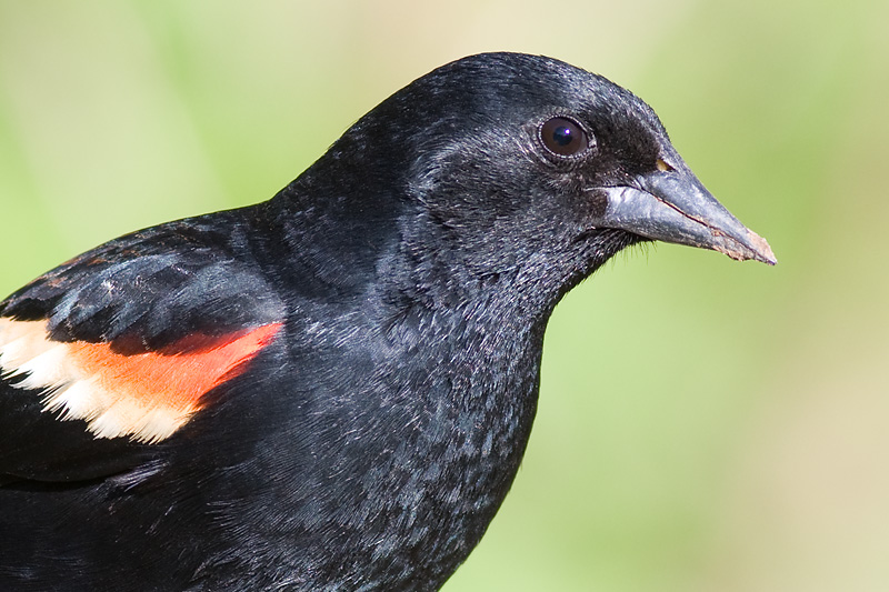 red winged blackbird 239