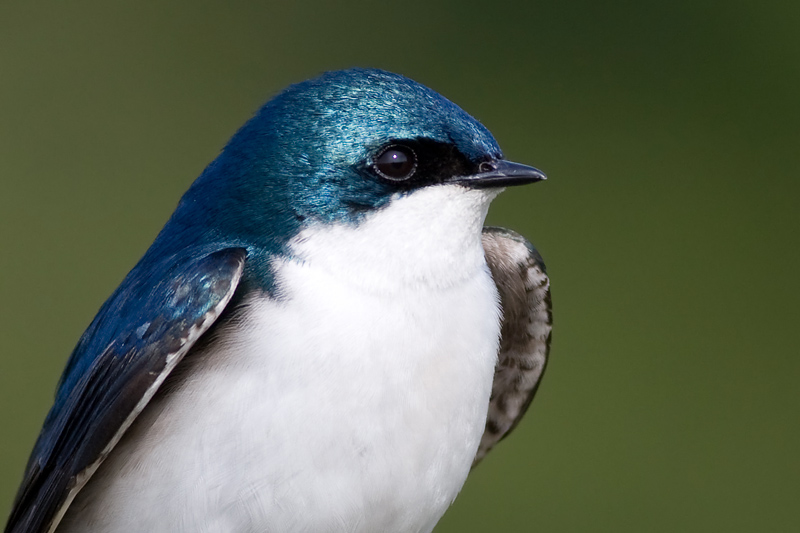 tree swallow 197