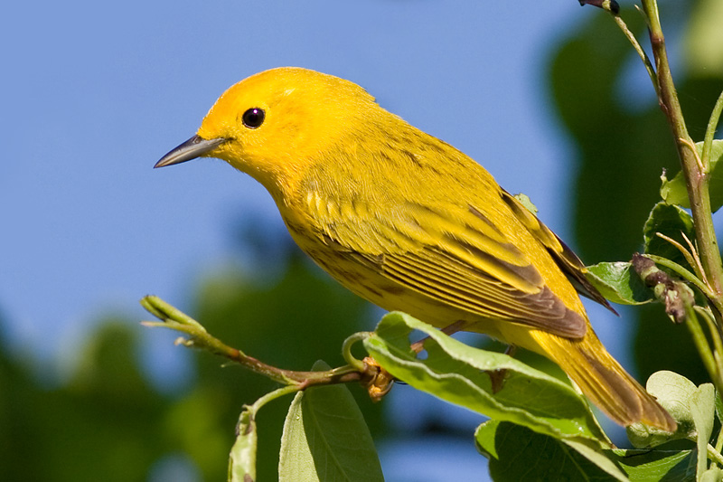 yellow warbler 17