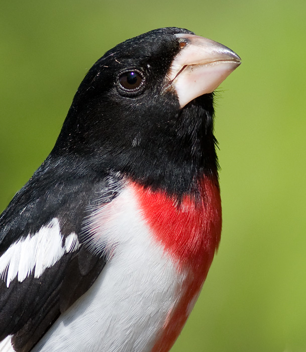 rose breasted grosbeak 67