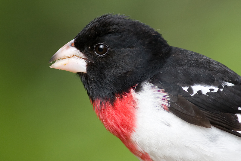 rose breasted grosbeak 70