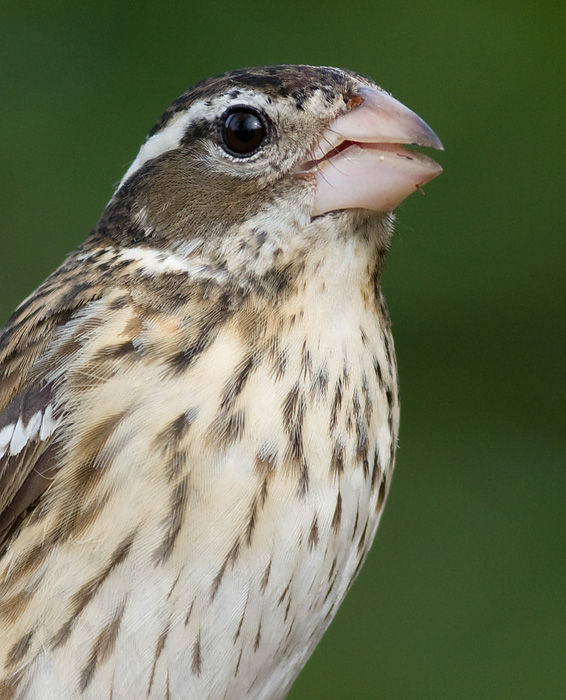 rose breasted grosbeak 71