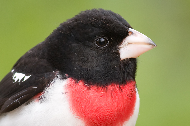 rose breasted grosbea73