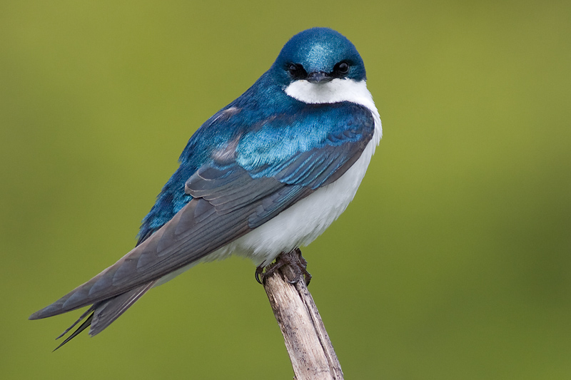 tree swallow 214
