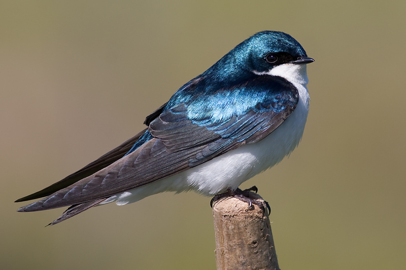 tree swallow 215
