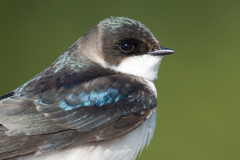 tree swallow 216