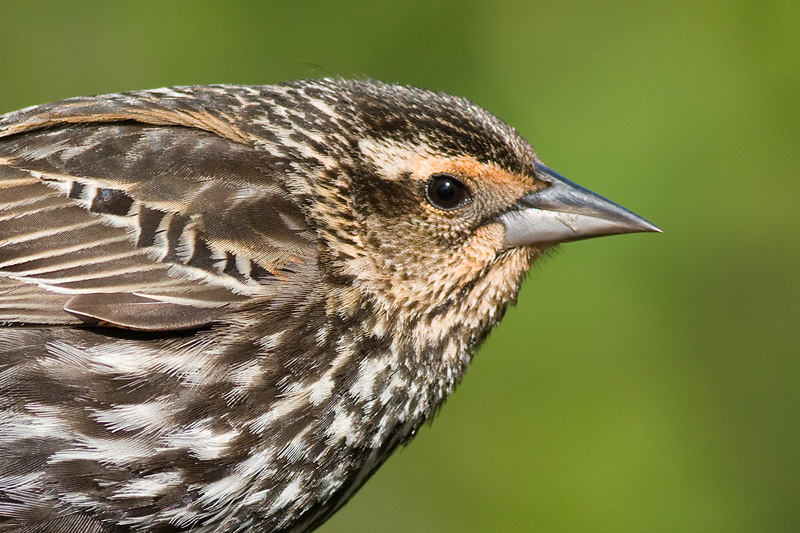 red winged blackbird 242