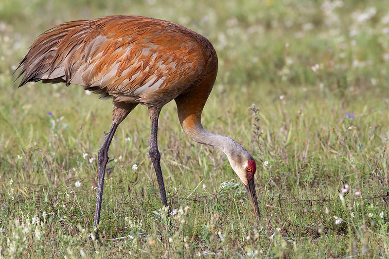 sandhill crane 85