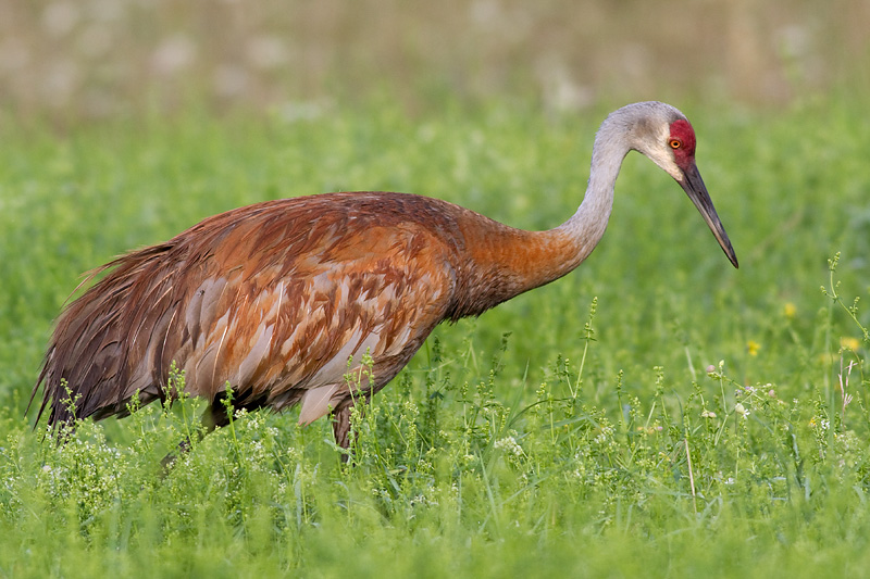 sandhill crane 87