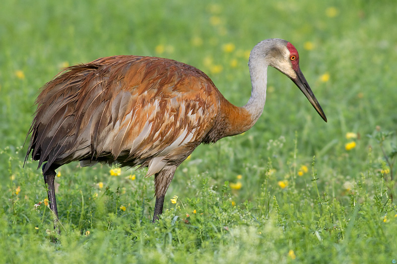 sandhill crane 88