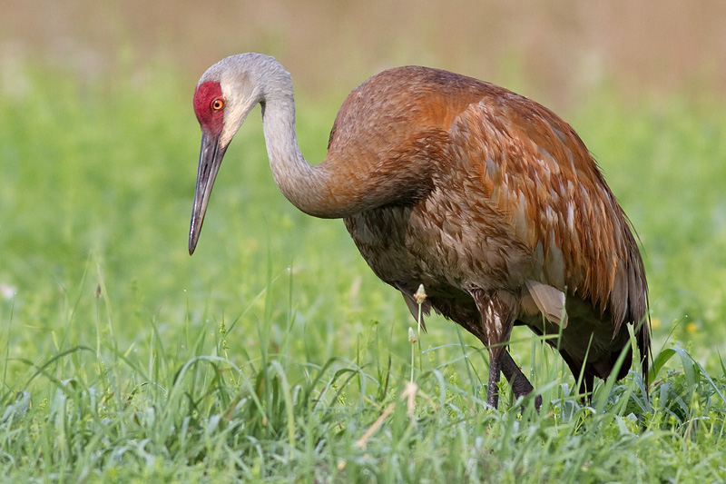 sandhill crane 89