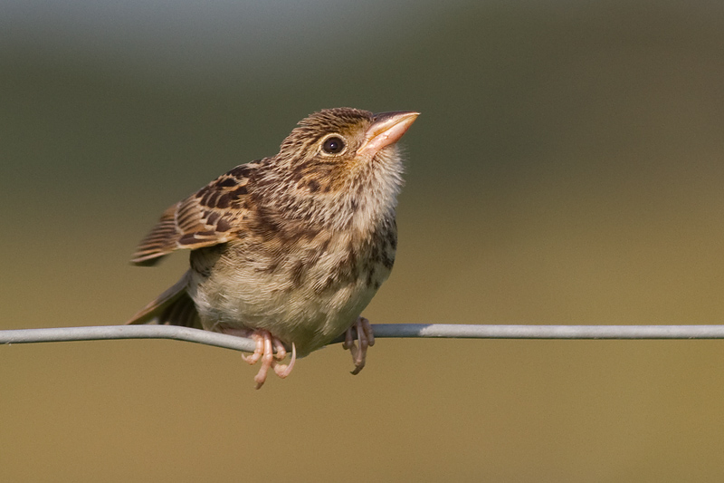 juvenile grasshopper sparrow 11