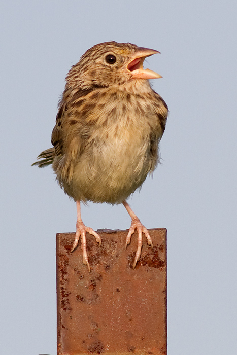 juvenile grasshopper sparrow 14