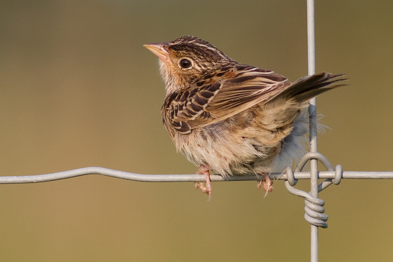 juvenile grasshopper sparrow 16