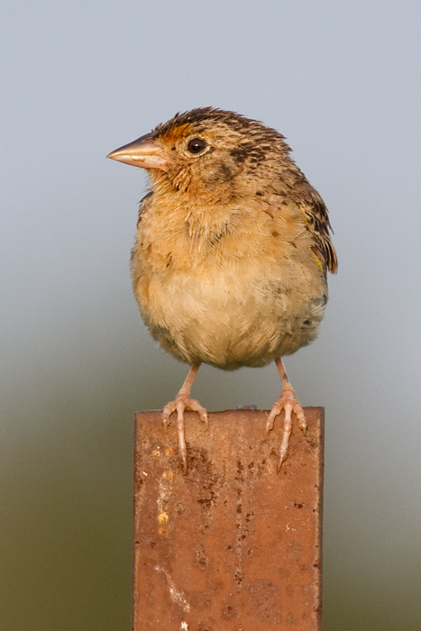 Grasshopper Sparrow