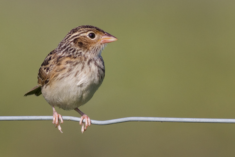 juvenile grasshopper sparrow 22
