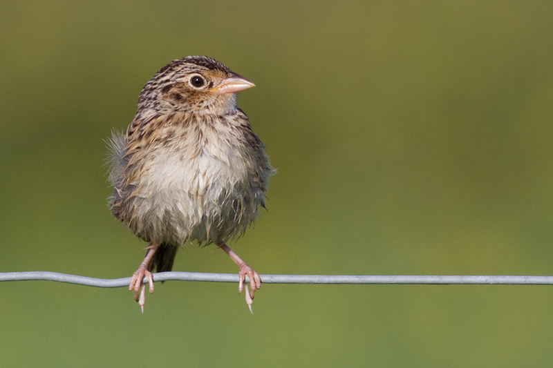 juvenile grasshopper sparrow 23