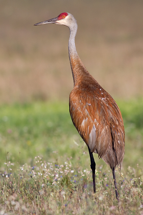 sandhill crane 91