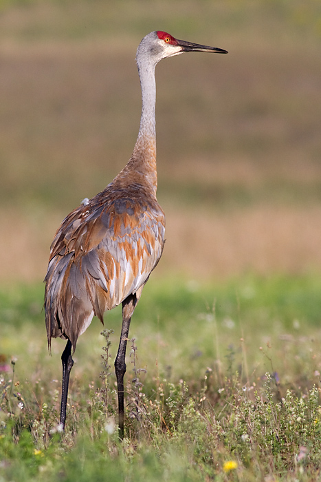 sandhill crane 92