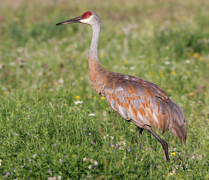 sandhill crane 93