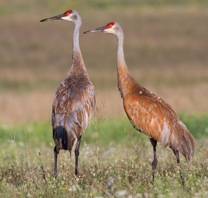 sandhill crane 94