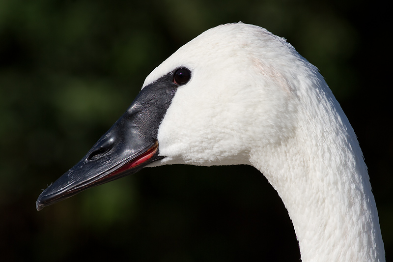 Trumpeter Swan