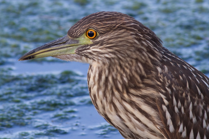 juvenile black-crowned night heron 367