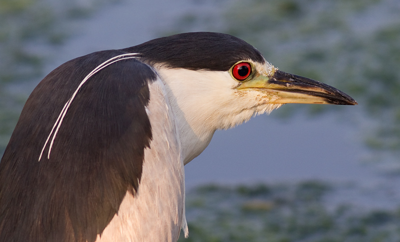 black-crowned night heron 194