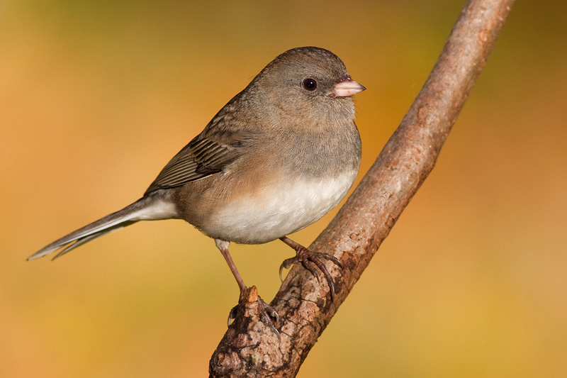 junco 196