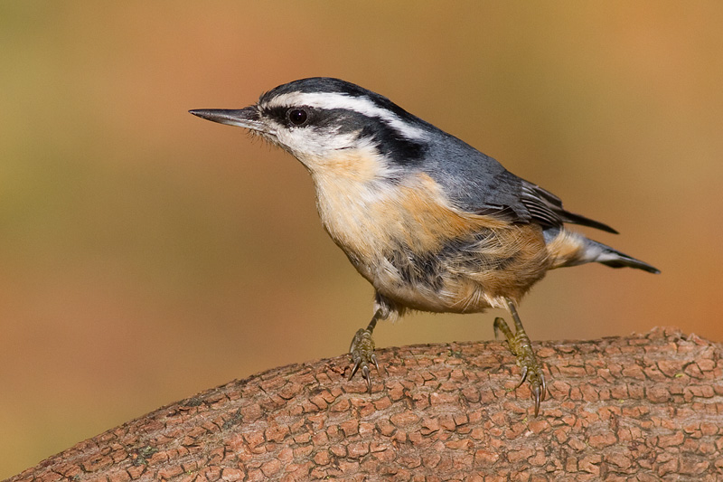 red breasted nuthatch 50