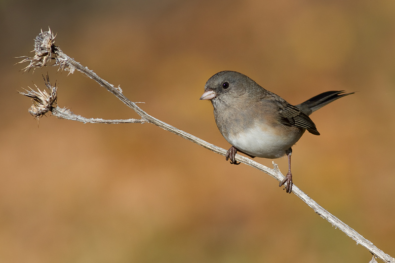 junco 197