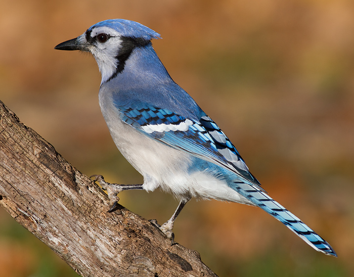 blue jay 191