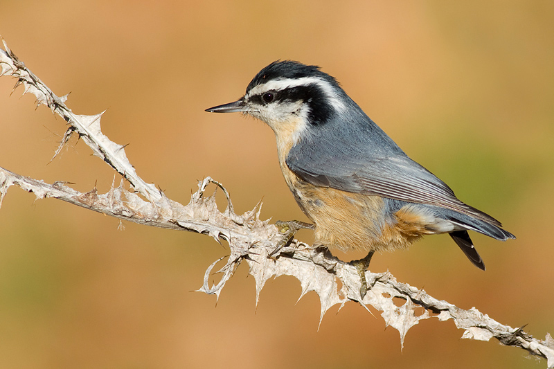 red breasted nuthatch 54