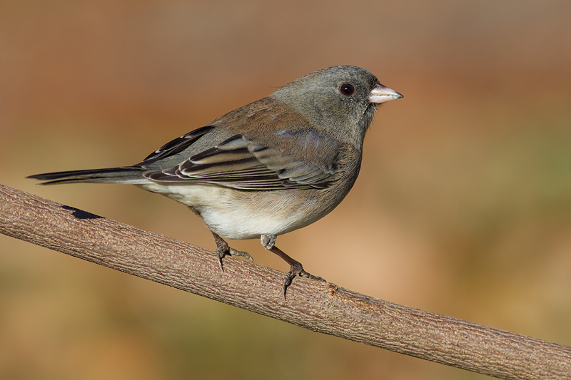junco 199