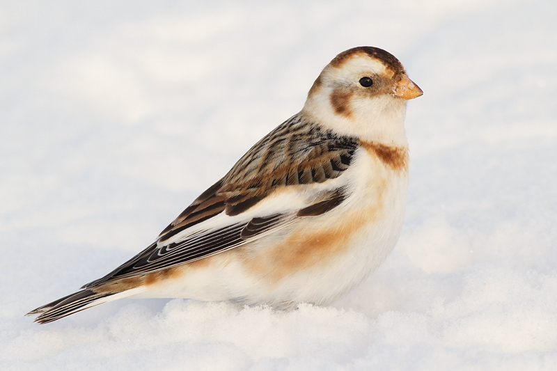 snow bunting 35