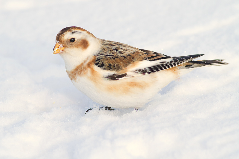 snow bunting 36