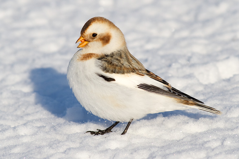 snow bunting 37