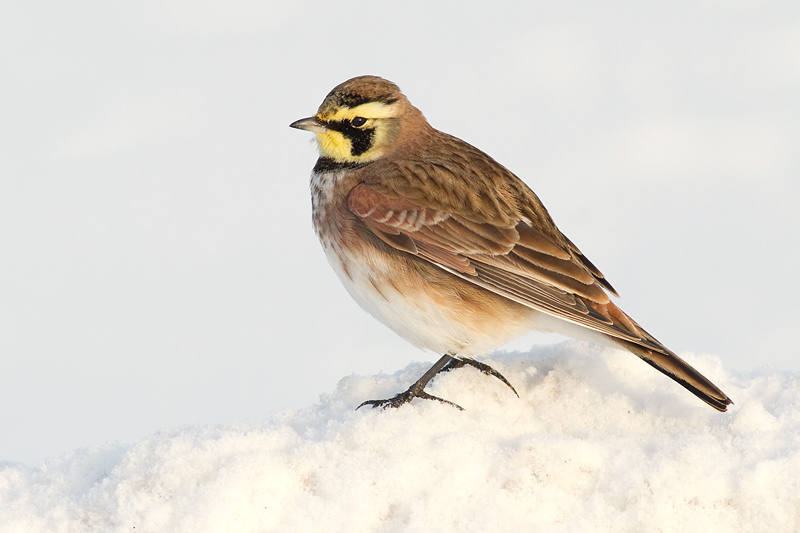 horned lark 54