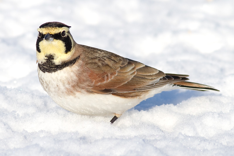 horned lark 55