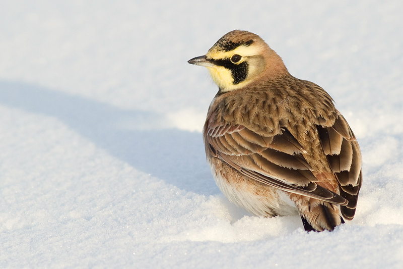 horned lark 56