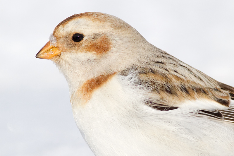 snow bunting 39
