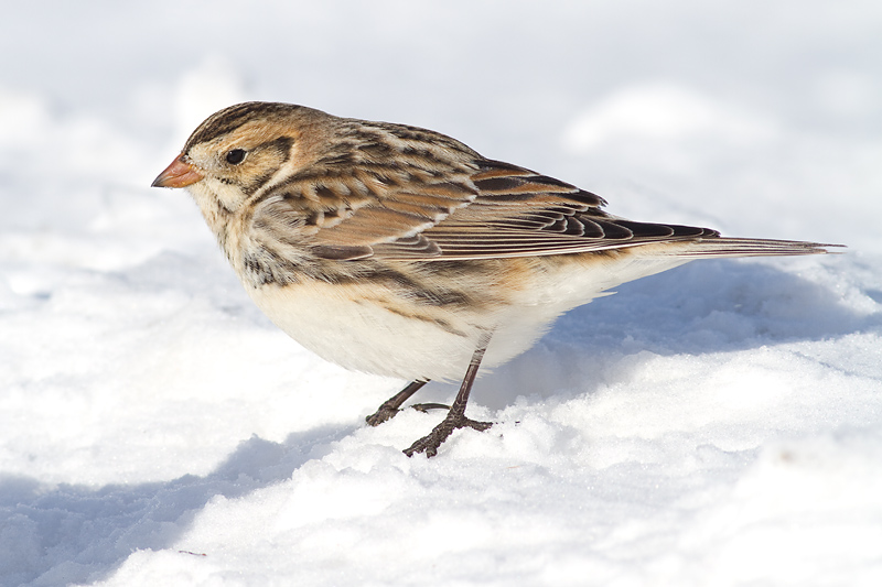 lapland longspur 39