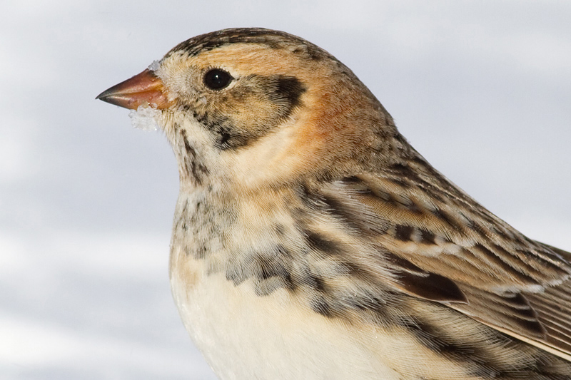 lapland longspur 41