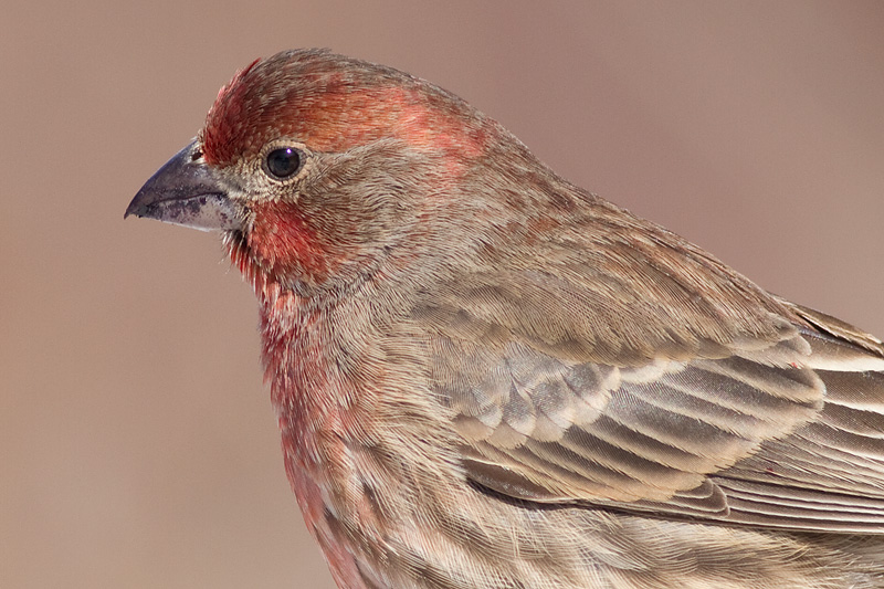 house finch 172