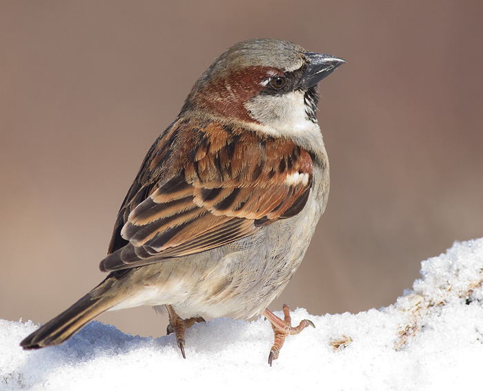 house sparrow 37