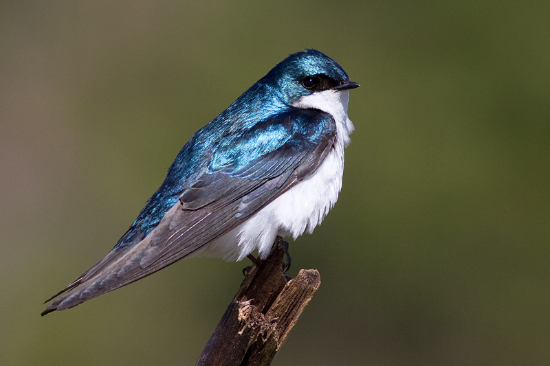 tree swallow 250