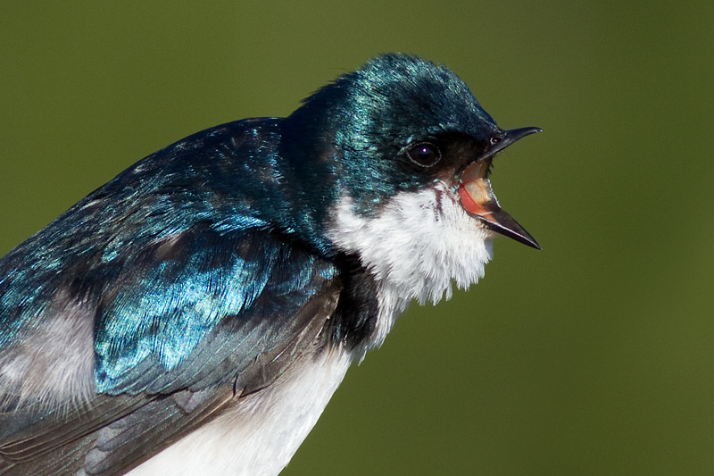 tree swallow 254