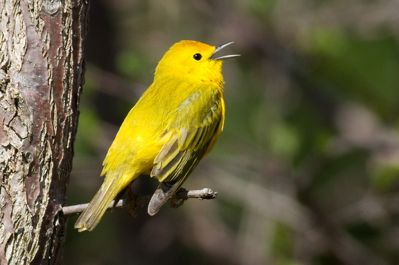 yellow warbler 21