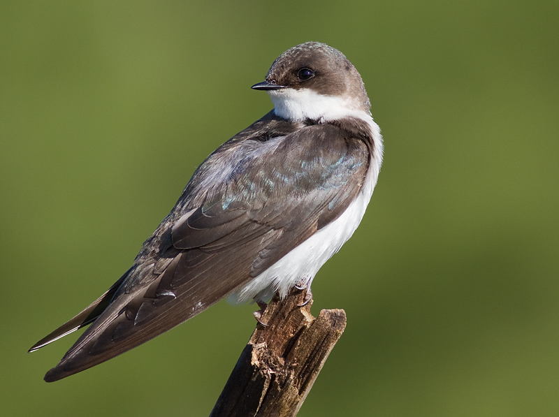tree swallow 257